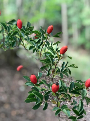 Essentiell leben