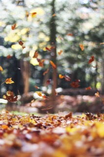 Achtsamkeitsmeditation HERBST-RETREAT