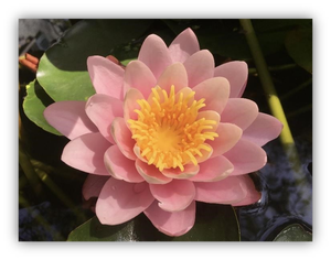 Mettā-Muditā Retreat  - mit Ayya Virañani und Ariya Baumann