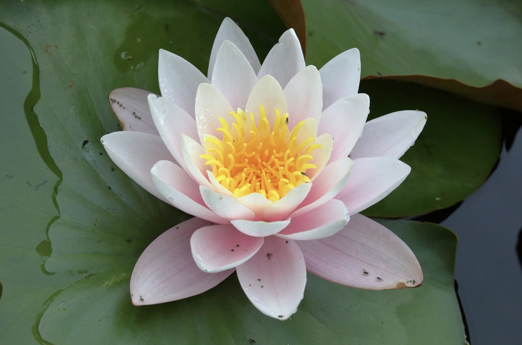 Tonglen Meditation
